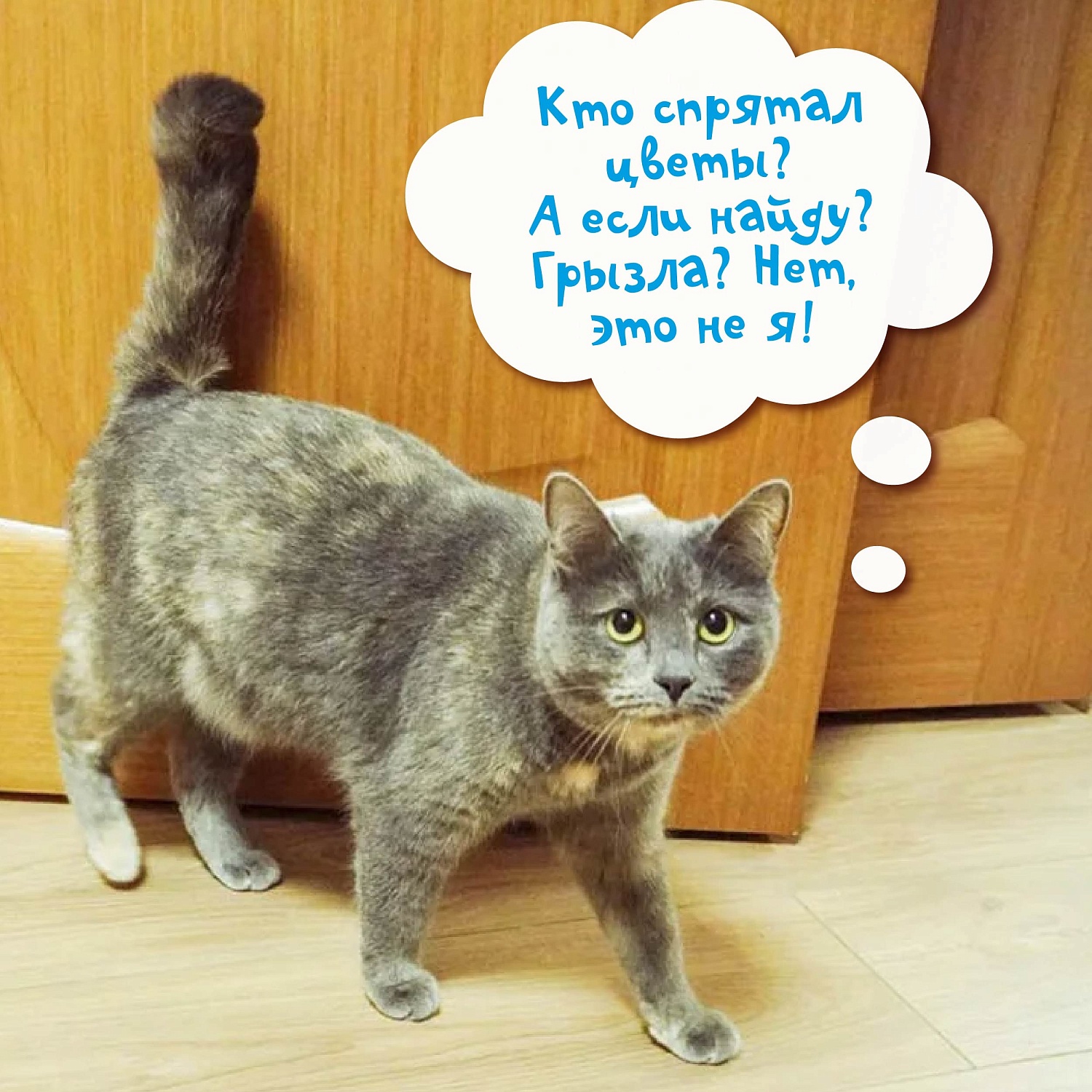  Знакомитесь - наша новая сотрудница корпоративный кото-психолог Мирослава!